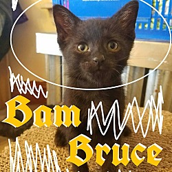 Thumbnail photo of Bam Bruce #3