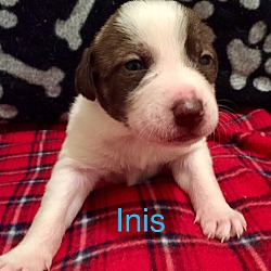 Thumbnail photo of Inis #1