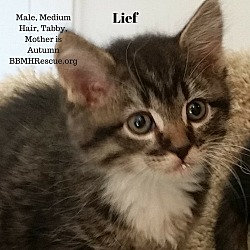 Thumbnail photo of Lief #1