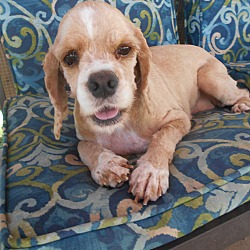 Thumbnail photo of Paisley - Adopted! #2