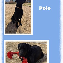 Photo of Polo