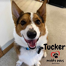 Photo of Tucker (Courtesy Post)