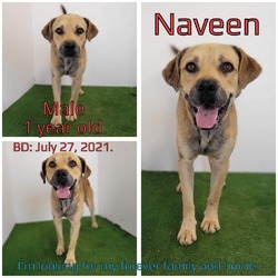 Thumbnail photo of Naveen #3