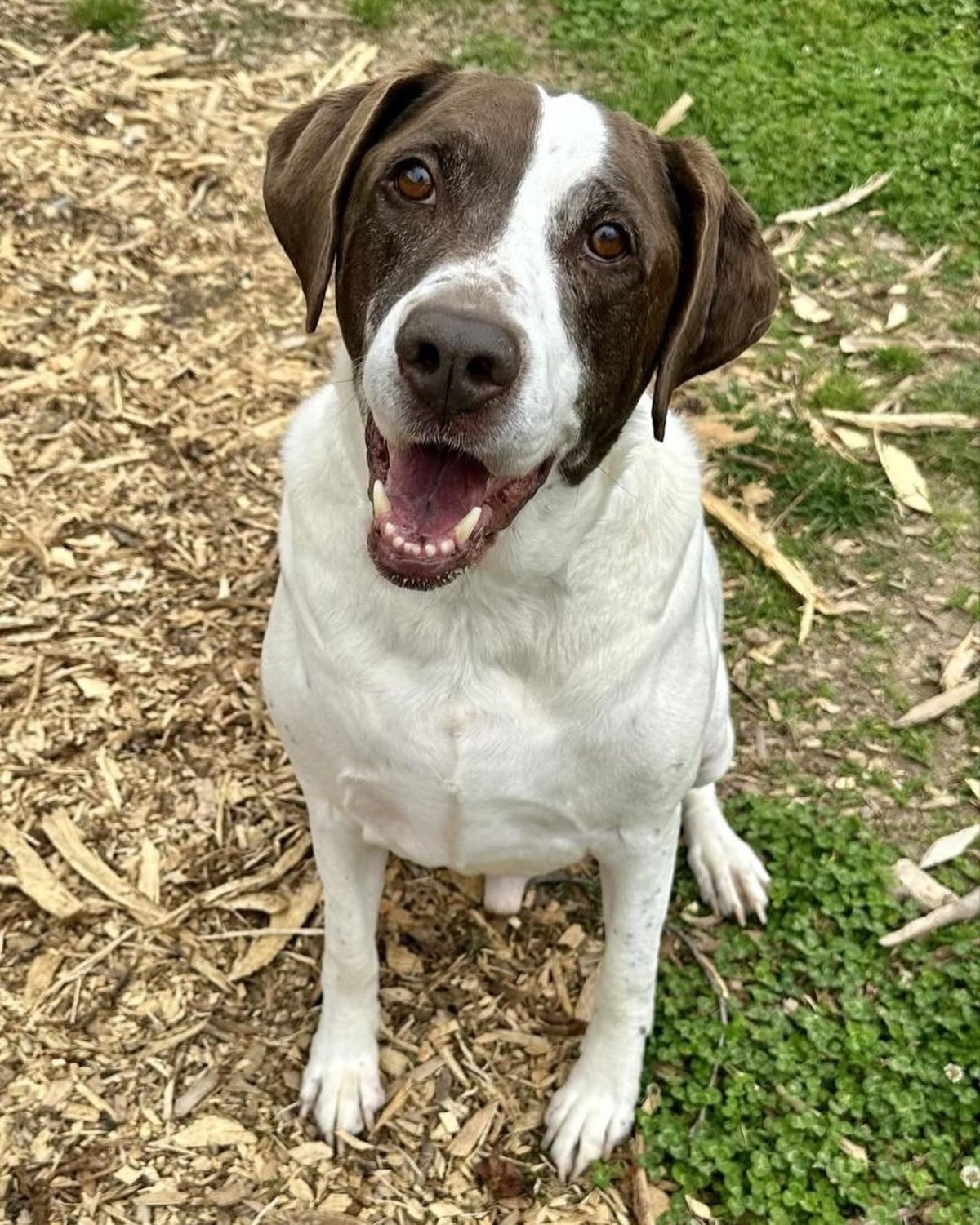 Adopt Boone a White - with Brown or Chocolate German Shorthaired ...