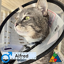 Photo of Alfred