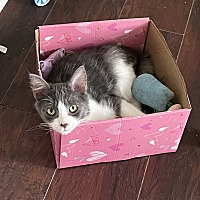 adopt a pet