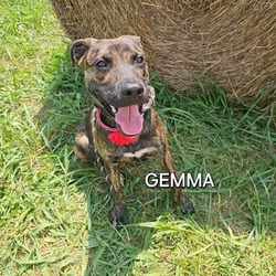 Thumbnail photo of Gemma #3