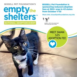 Thumbnail photo of Swan- $25 Bissell Sponsored Adoption Fee! #1