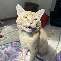 adopt a pet