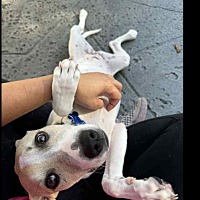 adopt a pet