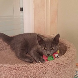 Thumbnail photo of PPBAWC kitten Gray Female #1
