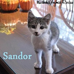 Thumbnail photo of Sandor -Adopted December  2016 #1