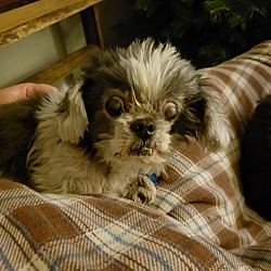 Thumbnail photo of Toby2: adoption pending! #3