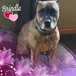 Thumbnail photo of Brindle #2