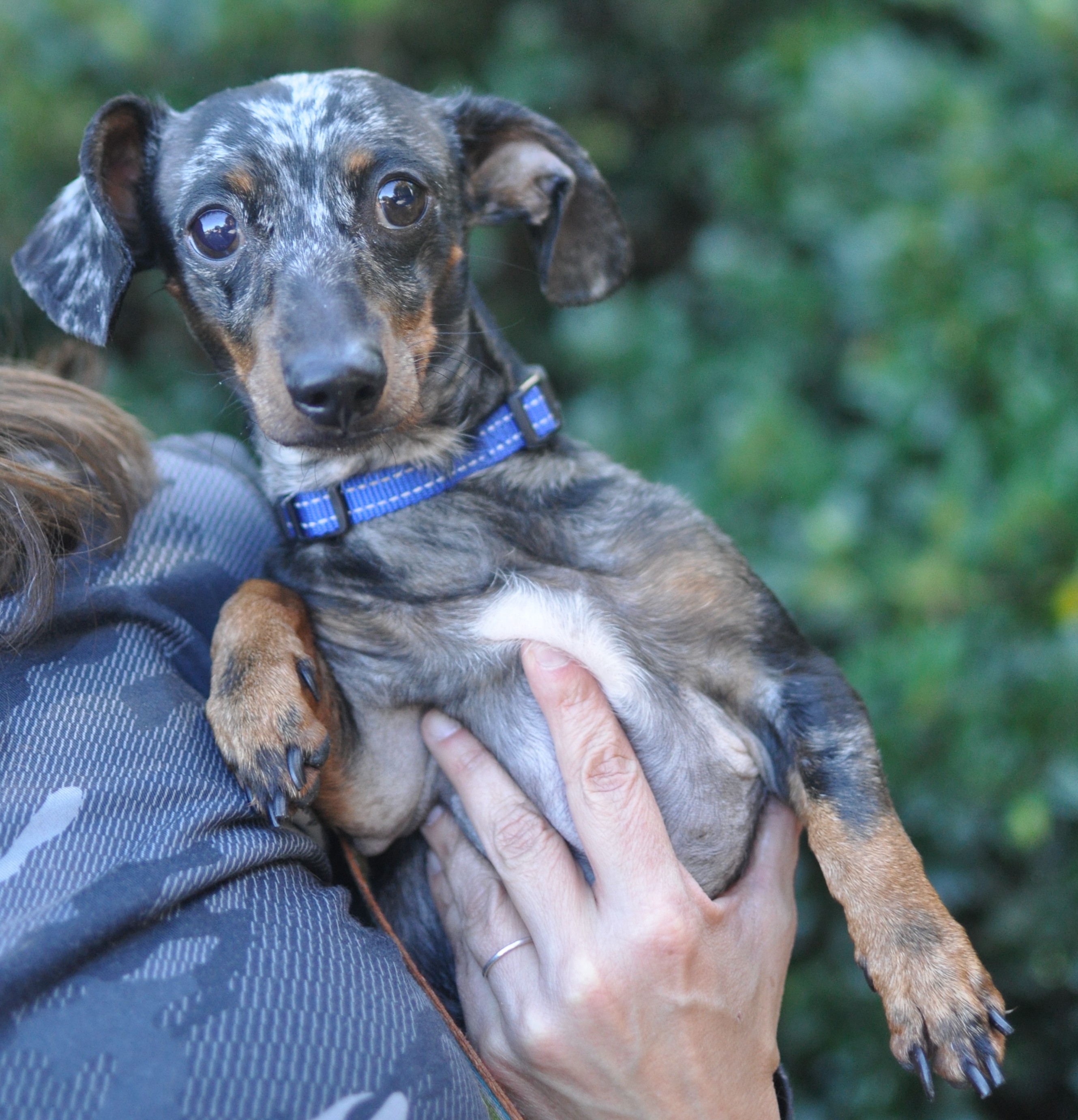 Adopt Ian a Merle Dachshund / Mixed dog in Atlanta, GA (29650212) Male Dachshund Adoption in
