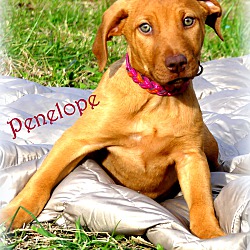 Thumbnail photo of Penelope ~ meet me! #3