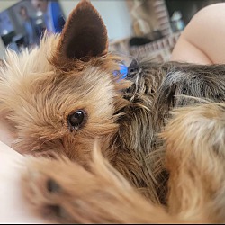 Thumbnail photo of Chewy #4