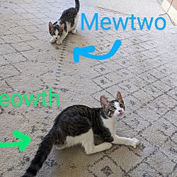 Thumbnail photo of Meowth #4