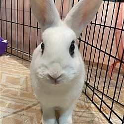 Photo of Luna's Comet Rabbit KIT