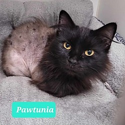 Thumbnail photo of Pawtunia #4