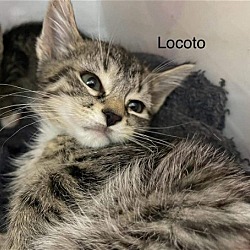 Photo of Locoto: At the shelter