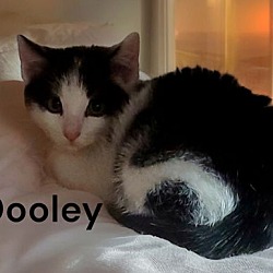 Thumbnail photo of Dooley #3