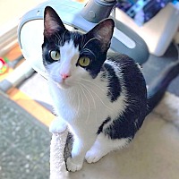 adopt a pet