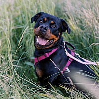 adopt-pet