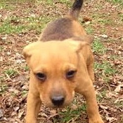 Thumbnail photo of Iggy, adorable beagle heeler #2