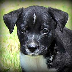 Thumbnail photo of Bonnie~adopted! #1