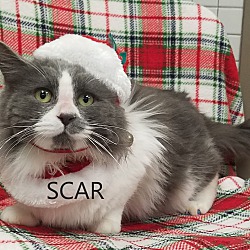 Photo of Scar