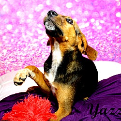 Thumbnail photo of Yazzie~adopted! #2