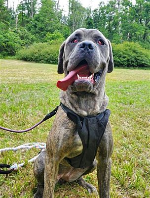 Stroudsburg, PA - Cane Corso. Meet Chloe a Pet for Adoption - AdoptaPet.com