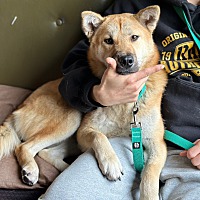 adopt-pet