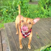 adopt a pet