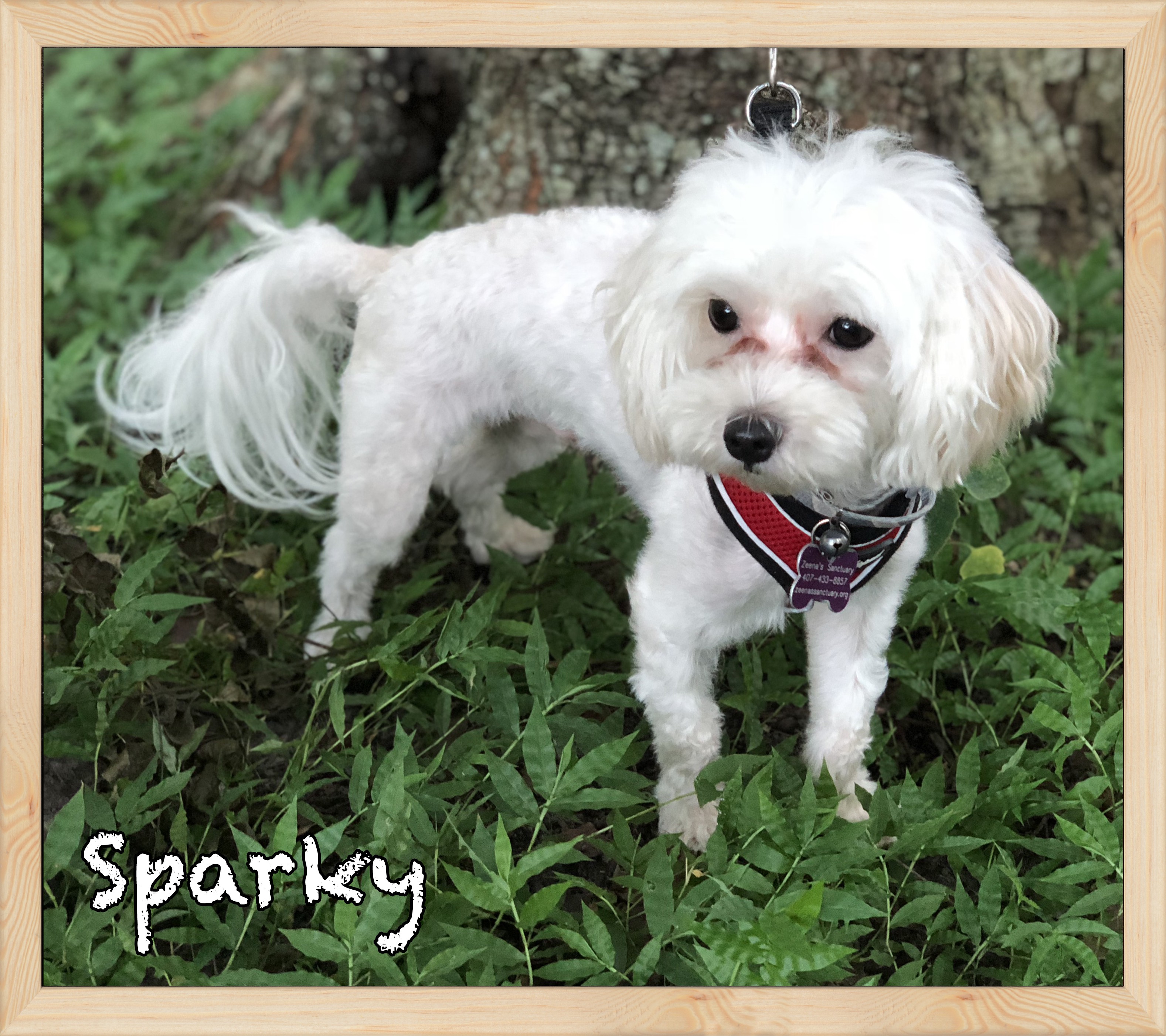 Orlando Fl Maltese Meet Sparky A Pet For Adoption