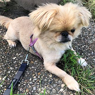 Potomac valley deals pekingese club