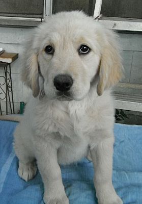 White River Junction Vt Labrador Retriever Meet Purple Girl In Texas A Pet For Adoption