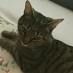 Caring About The Strays Inc In Westwood New Jersey