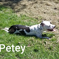 adopt a pet