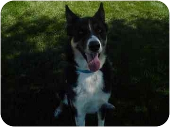 Barrie On Alaskan Malamute Meet Nanouk A Pet For Adoption
