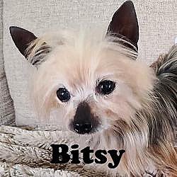 Photo of Bitsy