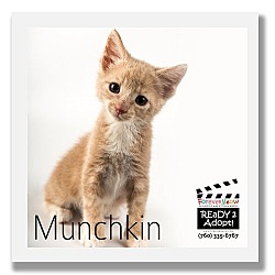 Photo of Munchkin