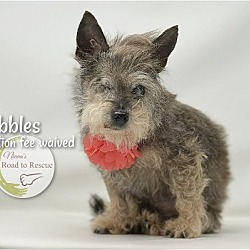 Thumbnail photo of Nibbles (FEE WAIVED) #1