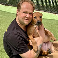 adopt a pet