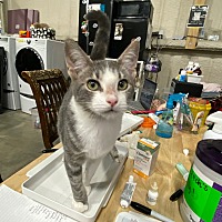 adopt a pet