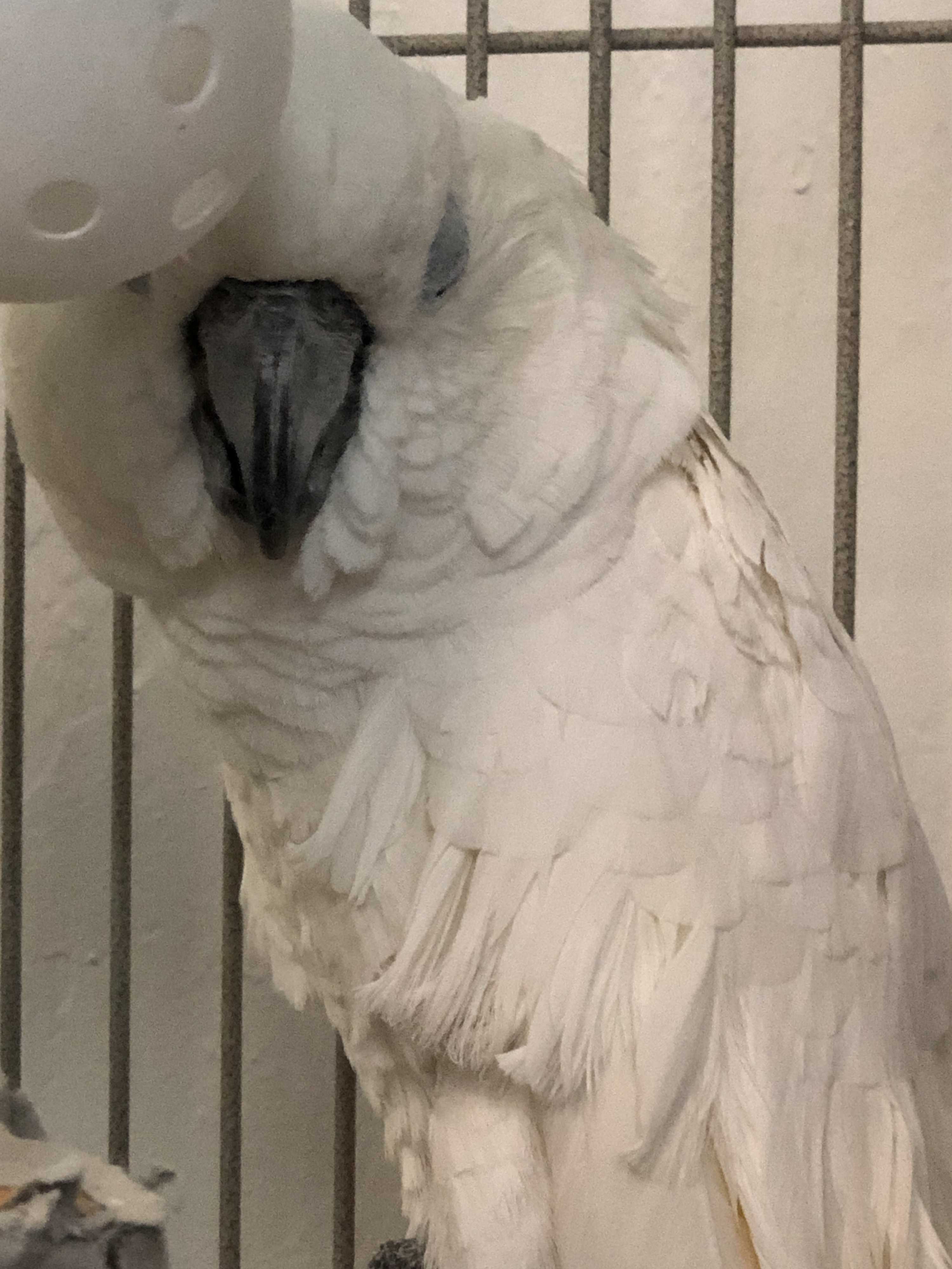 Adopt Tiffany a Cockatoo bird in Punta Gorda, FL (24621584) Female
