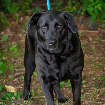 Dog for adoption - Fable, a Labrador Retriever in Cumberland, RI