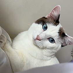 Photo of Sushi