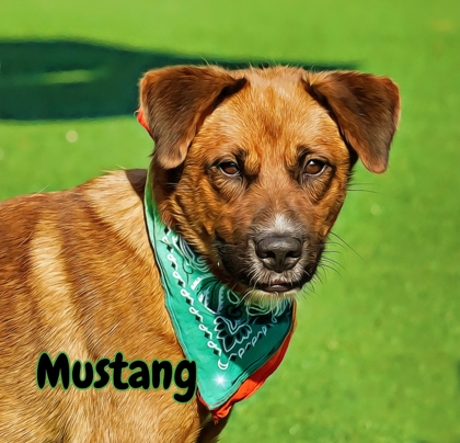 Photo of Mustang